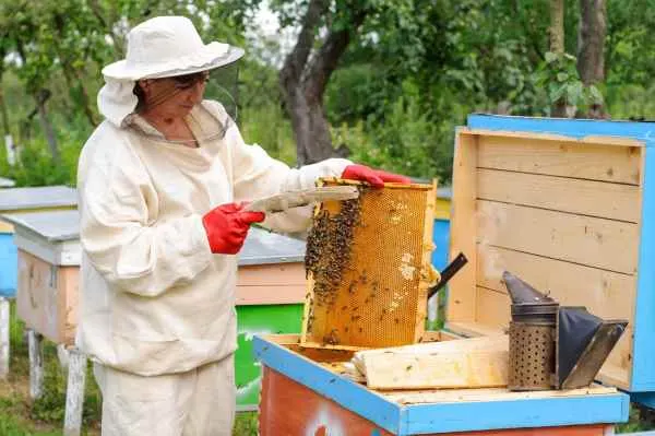 Imkerin bei der Arbeit an den Bienenstöcken
