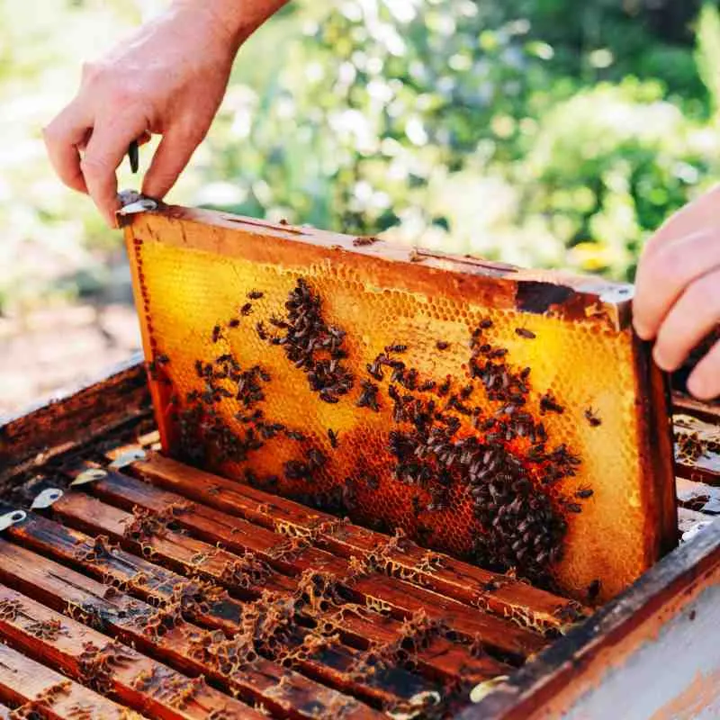 Hände halten ein Wabenrähmchen voller Bienen